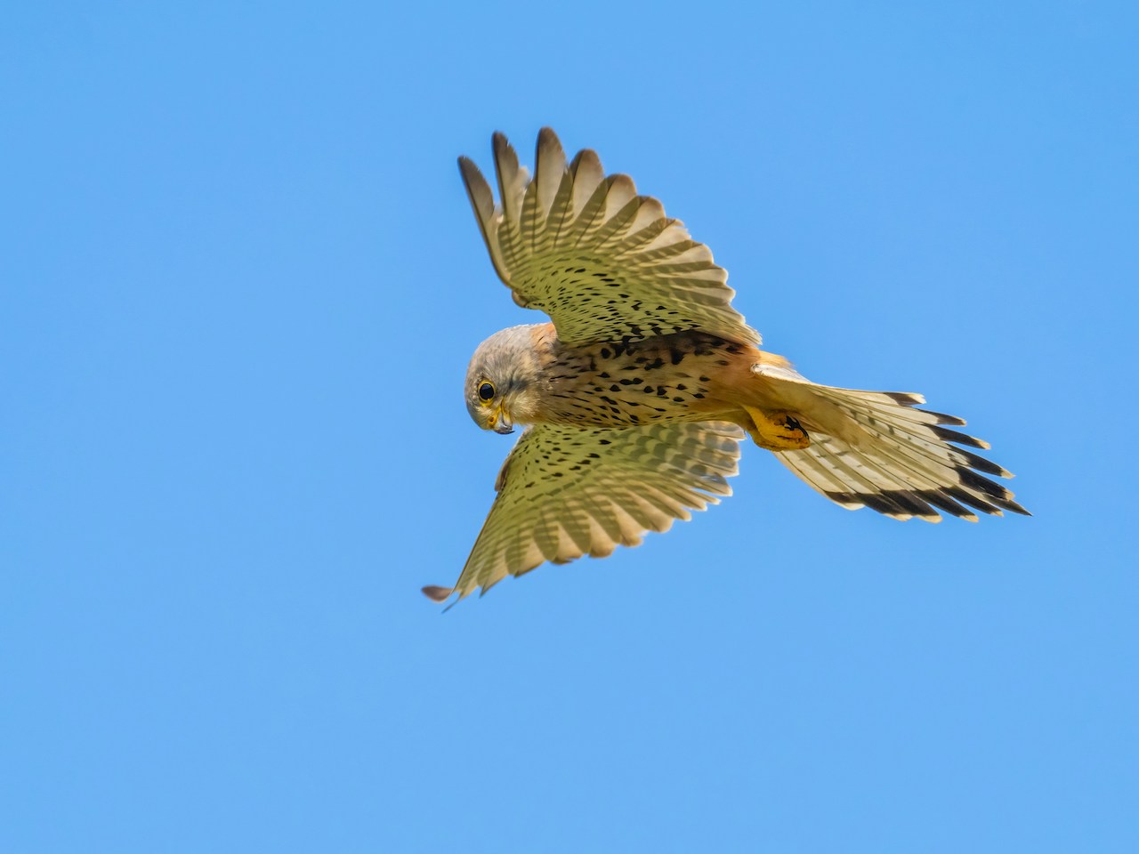 Kestrel in C#: cos’è davvero e come ottimizzarlo in produzione
